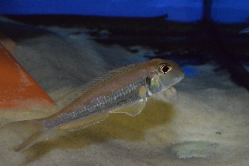 Xenotilapia singularis 'Kerenge Island'